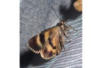 Catocala nymphagoga