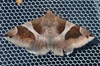 Dysgonia algira