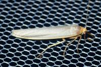 Eilema caniola