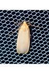 Katha depressa