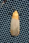 Lithosia quadra