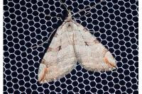 Aplocera efformata/plagiata