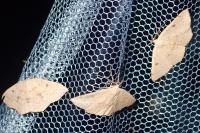 Cyclophora puppillaria