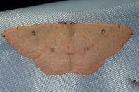 Cyclophora puppillaria