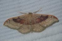 Idaea degeneraria