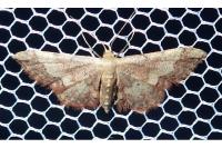 Idaea efflorata