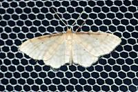 Idaea fuscovenosa