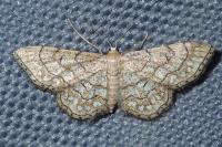 Idaea moniliata