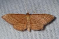 Idaea ochrata