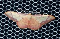 Idaea ostrinaria
