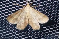 Isturgia murinaria