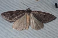 Pachycnemia hippocastanaria hippocastanaria