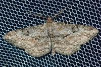 Peribatodes rhomboidaria rhomboidaria
