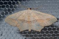 Scopula imitaria