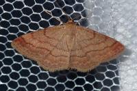 Scopula rubiginata