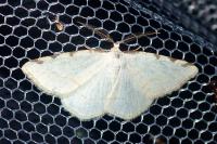 Stegania trimaculata