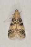 Euzophera pinguis