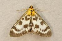 Anania hortulata