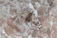 Lymantria monacha