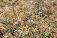 Macroglossum stellatarum