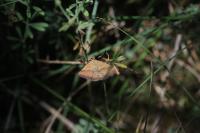Phytometra viridaria