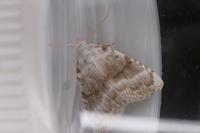 Meganola albula