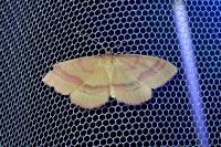 Rhodostrophia calabra