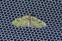 Chloroclystis v-ata