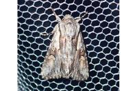 Chloantha hyperici