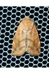 Cosmia affinis