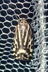 Emmelia trabealis