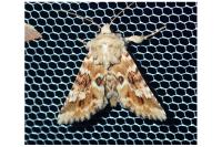 Eremobia ochroleuca