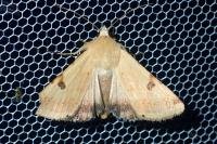 Heliothis peltigera