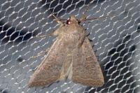 Hoplodrina ambigua