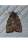 Ipimorpha subtusa