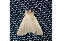 Mythimna pallens