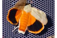 Noctua fimbriata/tirrenica