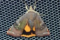 Noctua janthe/janthina