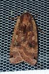 Noctua pronuba