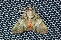 Polyphaenis sericata