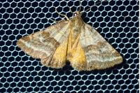 Synthymia fixa