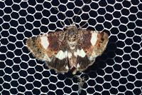 Tyta luctuosa
