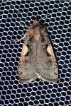 Xestia c-nigrum