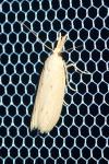 Ematheudes punctella