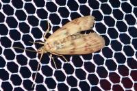 Homoeosoma sinuella