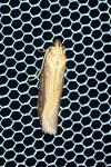 Oncocera semirubella