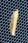 Oncocera semirubella