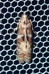 Phycita roborella