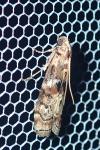 Phycita roborella