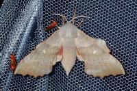 Laothoe populi